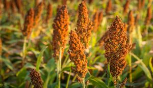 Sweet sorghum