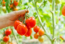 Tomato cultivation