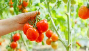 Tomato cultivation