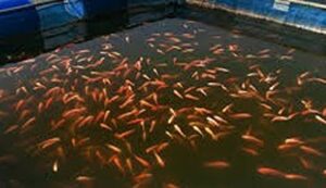 Winter fish farming tips