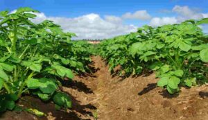 Potato crop