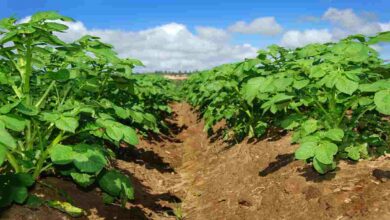 Potato crop