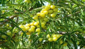 Amla crop diseases