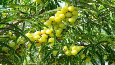 Amla crop diseases