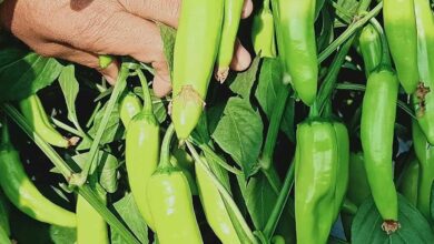 Chilli cultivation