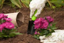 Chrysanthemum cultivation