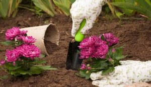 Chrysanthemum cultivation