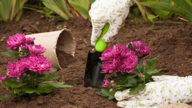 Chrysanthemum cultivation