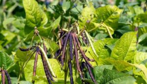 Cultivation of mung bean