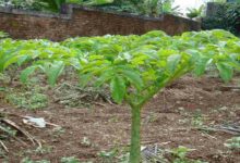 Cultivation of yam