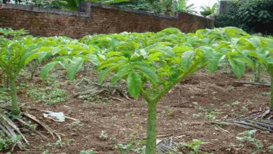 Cultivation of yam