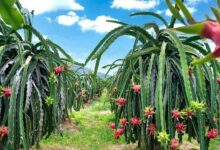 Dragon fruit cultivation