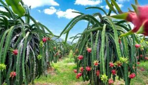 Dragon fruit cultivation