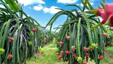 Dragon fruit cultivation