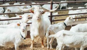 Goat farming