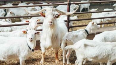 Goat farming