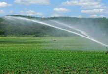 Irrigation of rabi crops