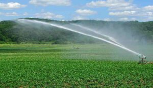 Irrigation of rabi crops