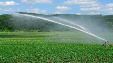 Irrigation of rabi crops