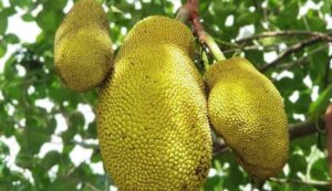 Jackfruit cultivation