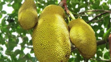 Jackfruit cultivation