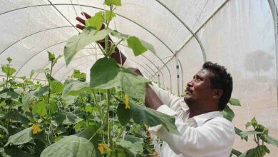 Low-cost farming techniques