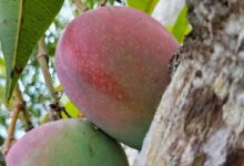 Miyazaki mango farming