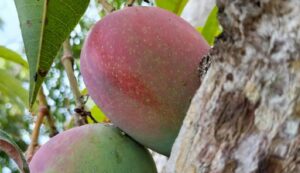 Miyazaki mango farming