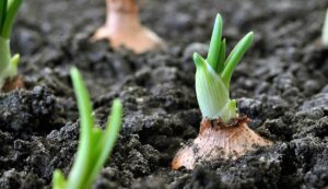 Onion cultivation