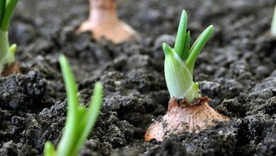 Onion cultivation