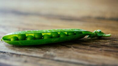 Organic fertilizer from pea peels