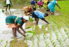 Paddy cultivation