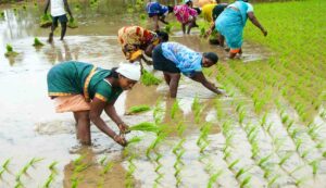 Paddy cultivation