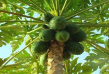 Papaya cultivation