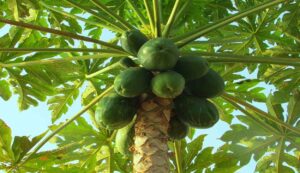 Papaya cultivation