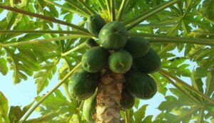 Papaya farming