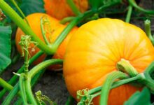 Pumpkin cultivation