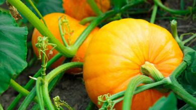 Pumpkin cultivation