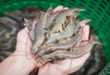 Shrimp farming