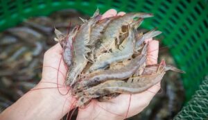 Shrimp farming