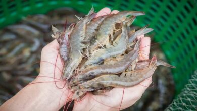 Shrimp farming