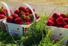 Strawberry harvest