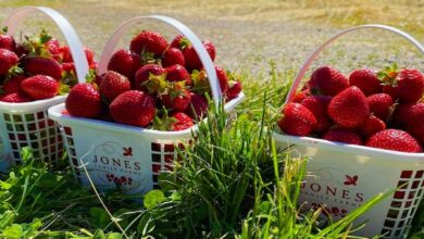 Strawberry harvest