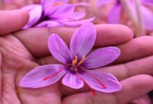 Success story in saffron cultivation