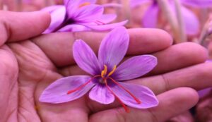 Success story in saffron cultivation