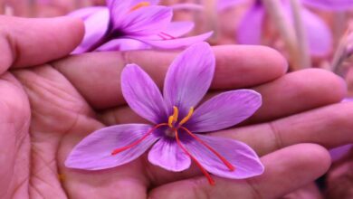 Success story in saffron cultivation