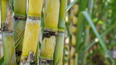 Sugarcane cultivation