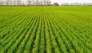 Wheat farming