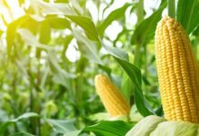 Accelerated maize development scheme