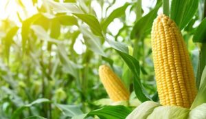 Accelerated maize development scheme